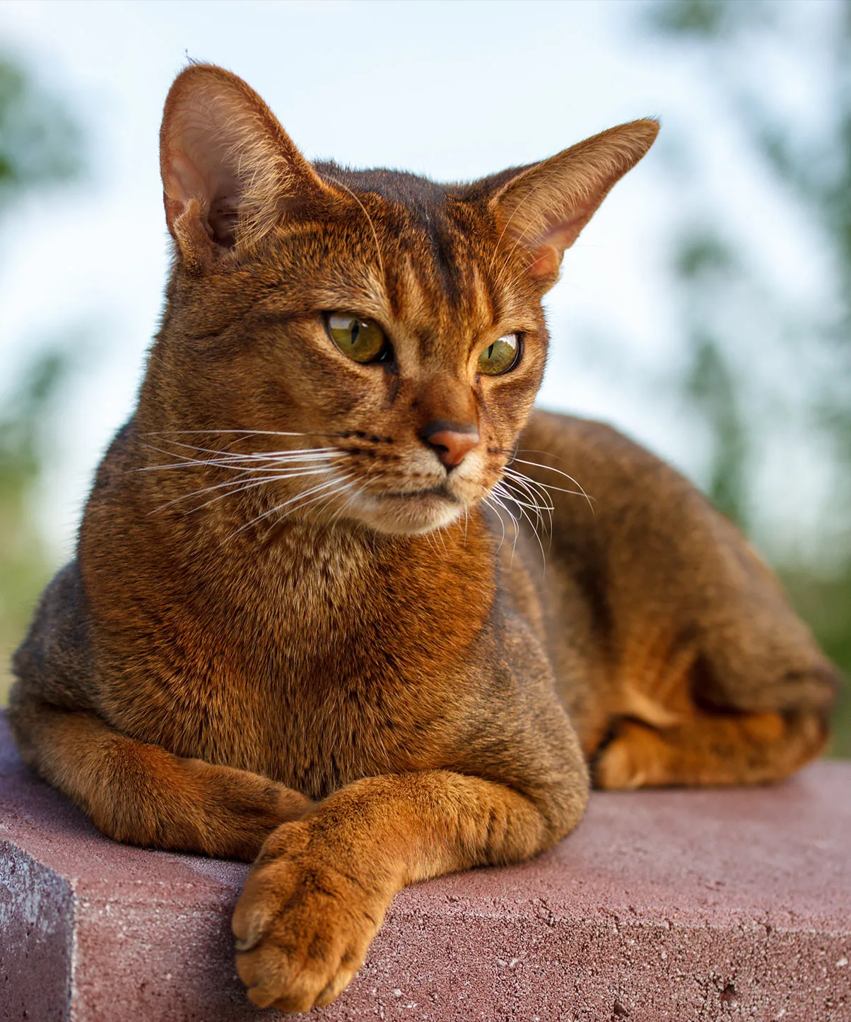 아비시니안(Abyssinian)