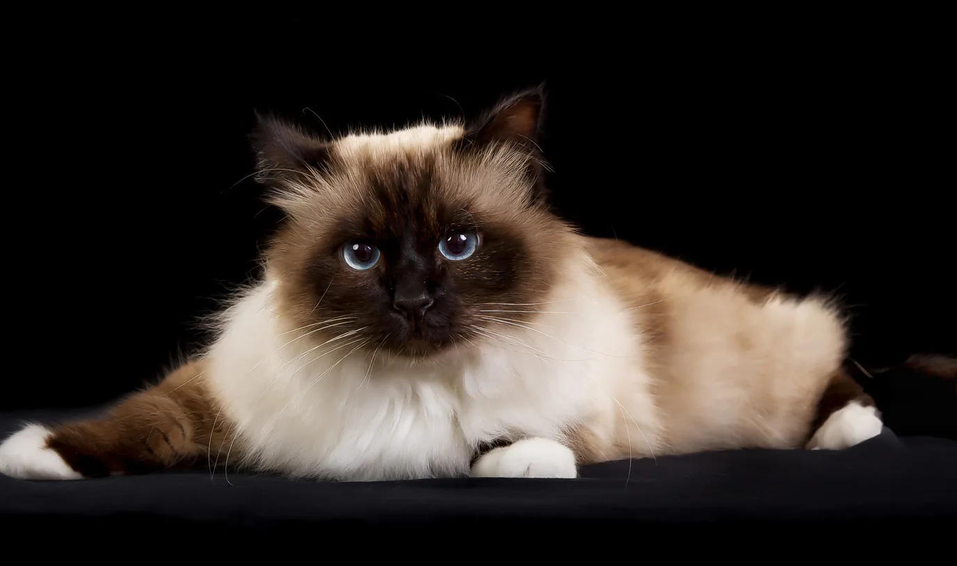 버먼(Birman)