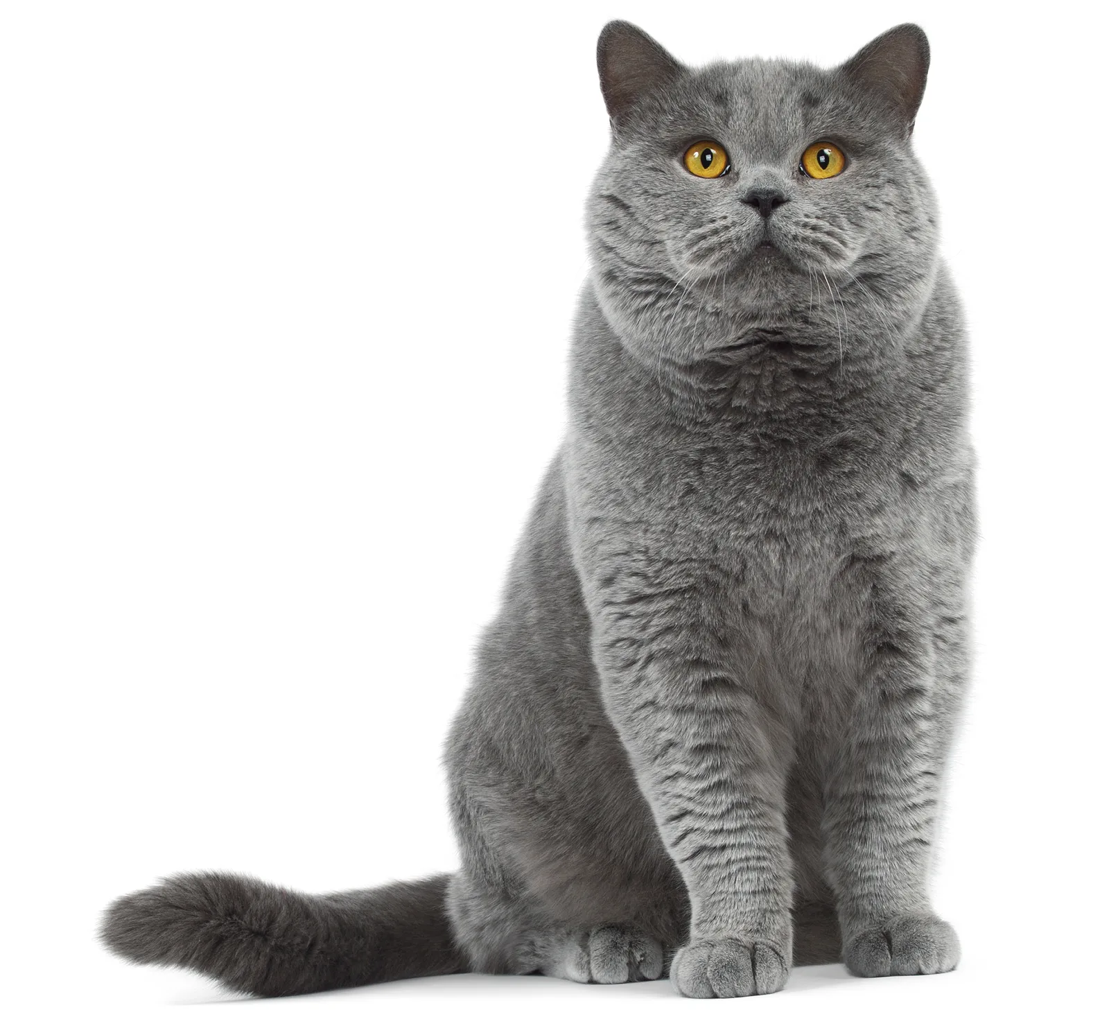 브리티시 숏헤어(British Shorthair)