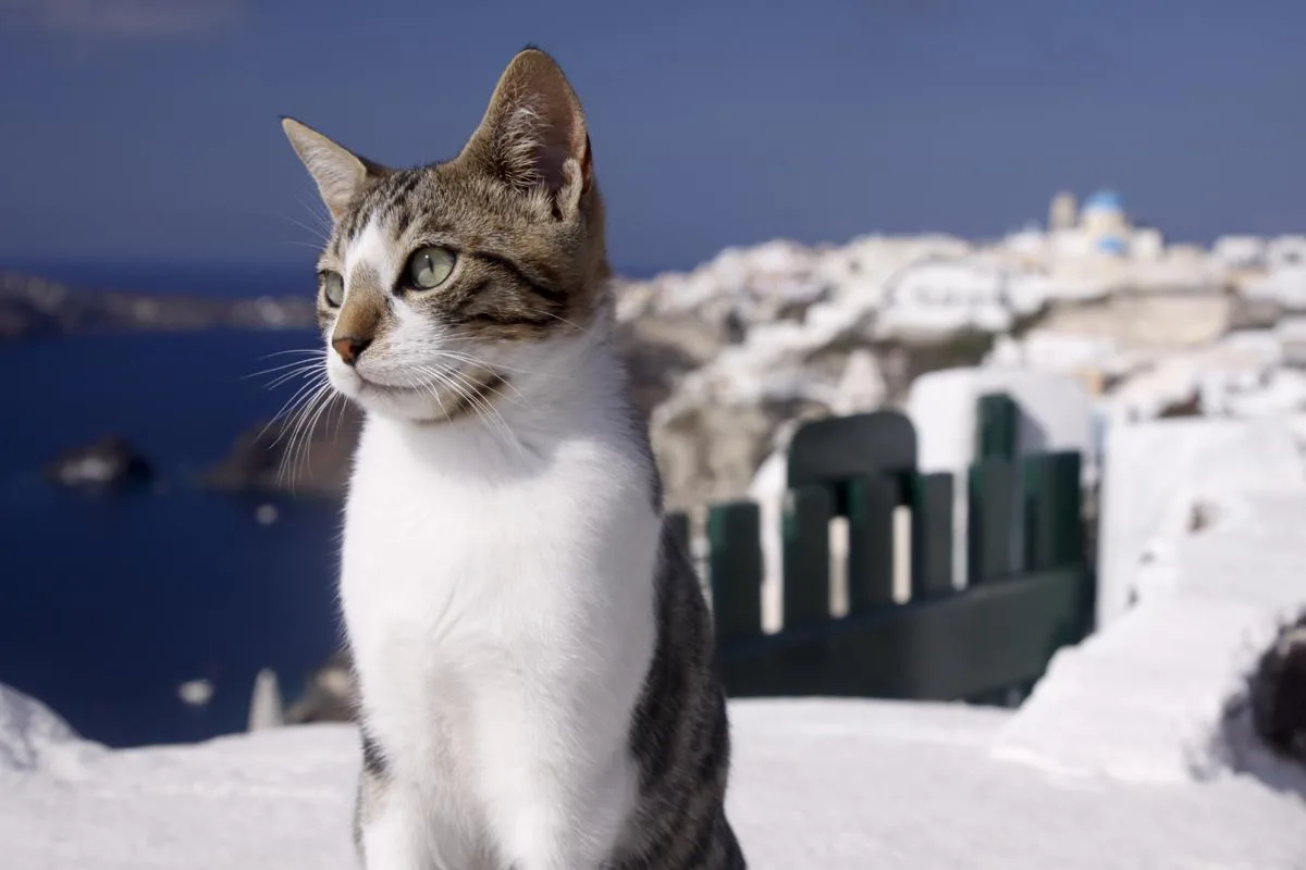 에게해 고양이(Aegean)