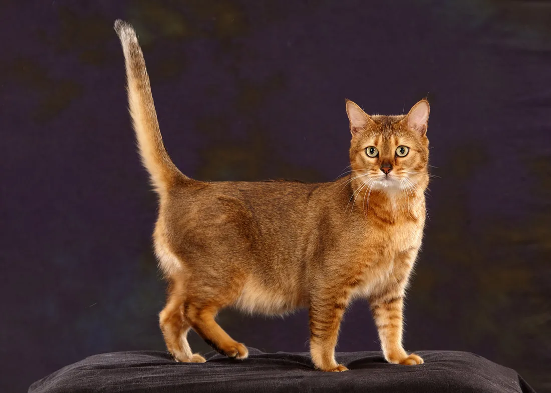 초시(Chausie)