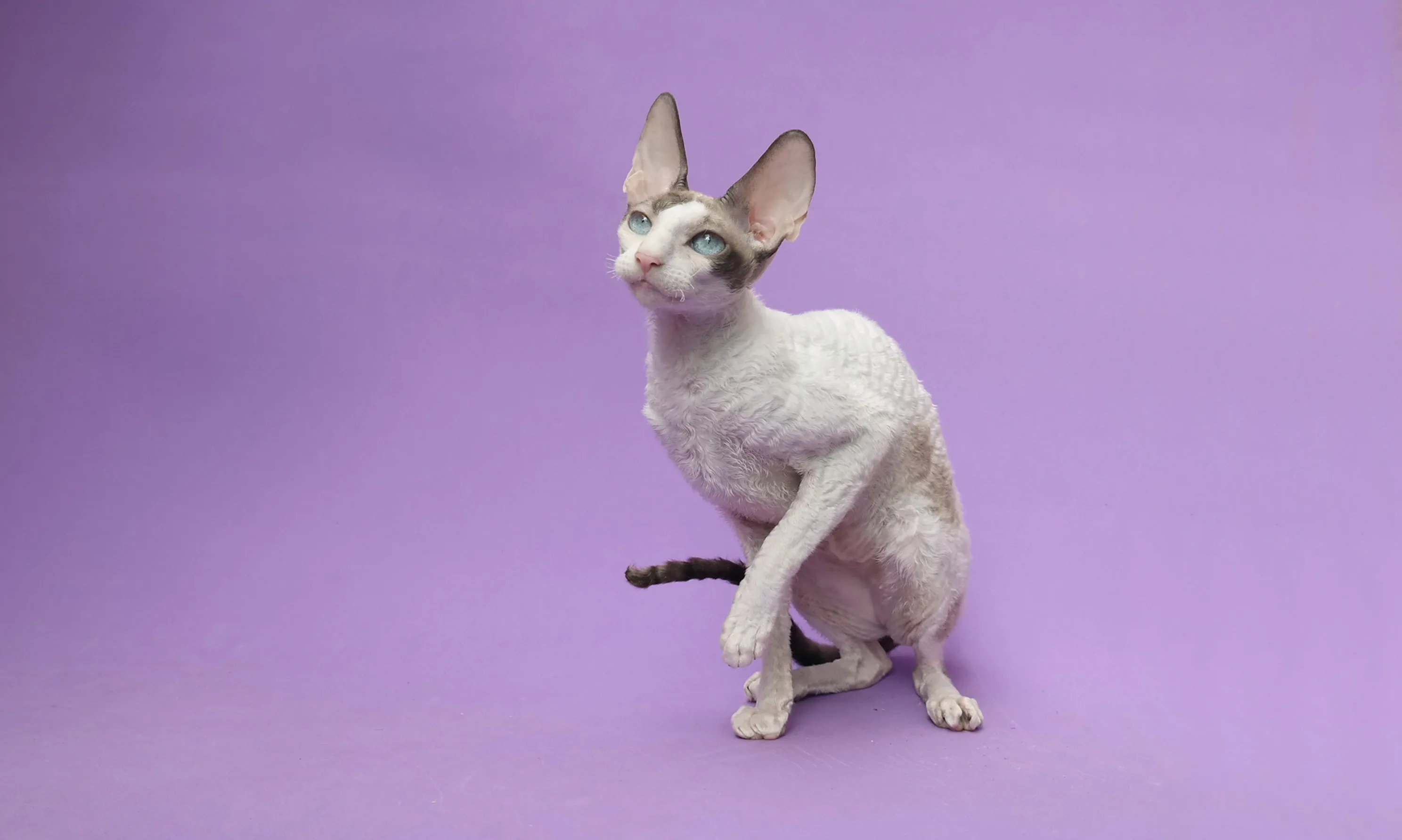 코니시 렉스(Cornish Rex)
