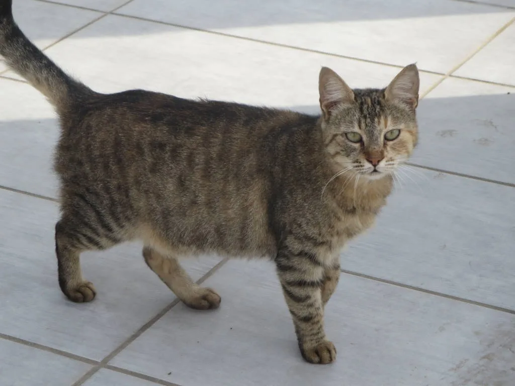 키프로스 고양이(Cyprus)