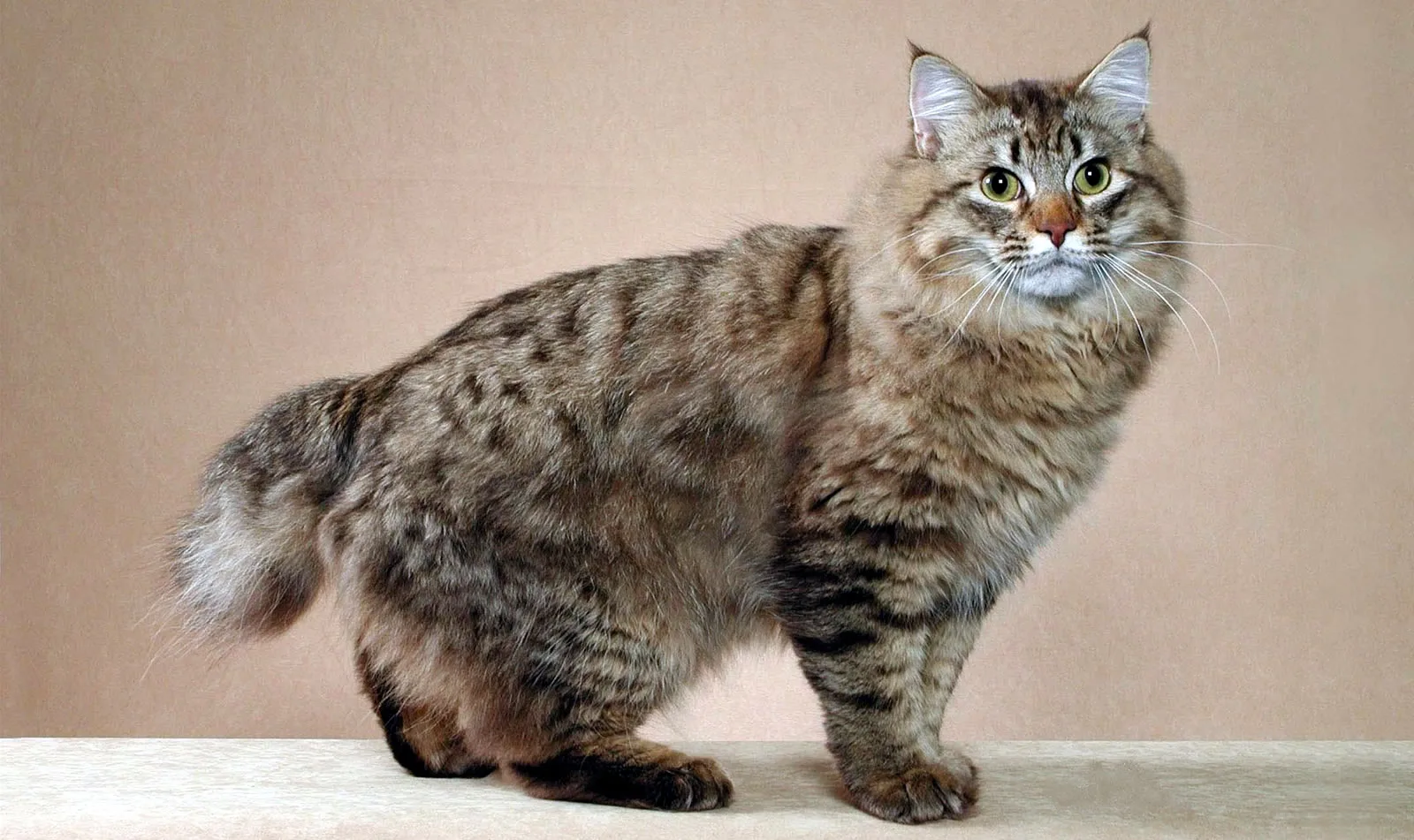 아메리칸 밥테일(American Bobtail)