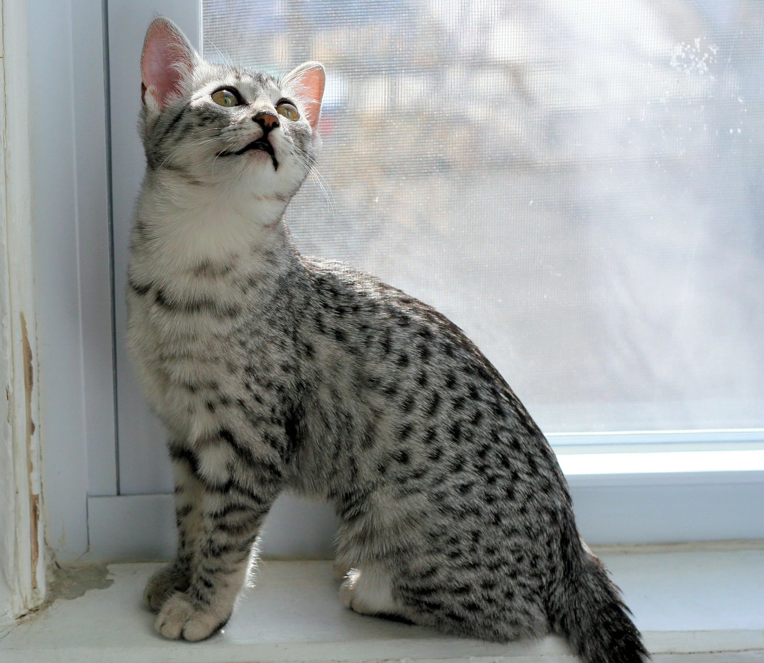 이집션 마우(Egyptian Mau)