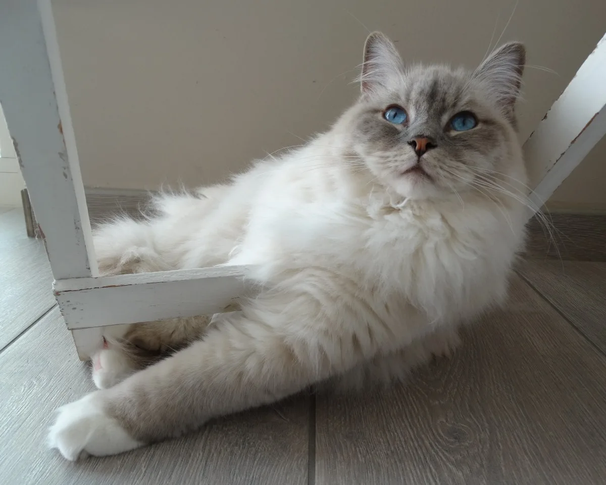 히말라얀(Himalayan)