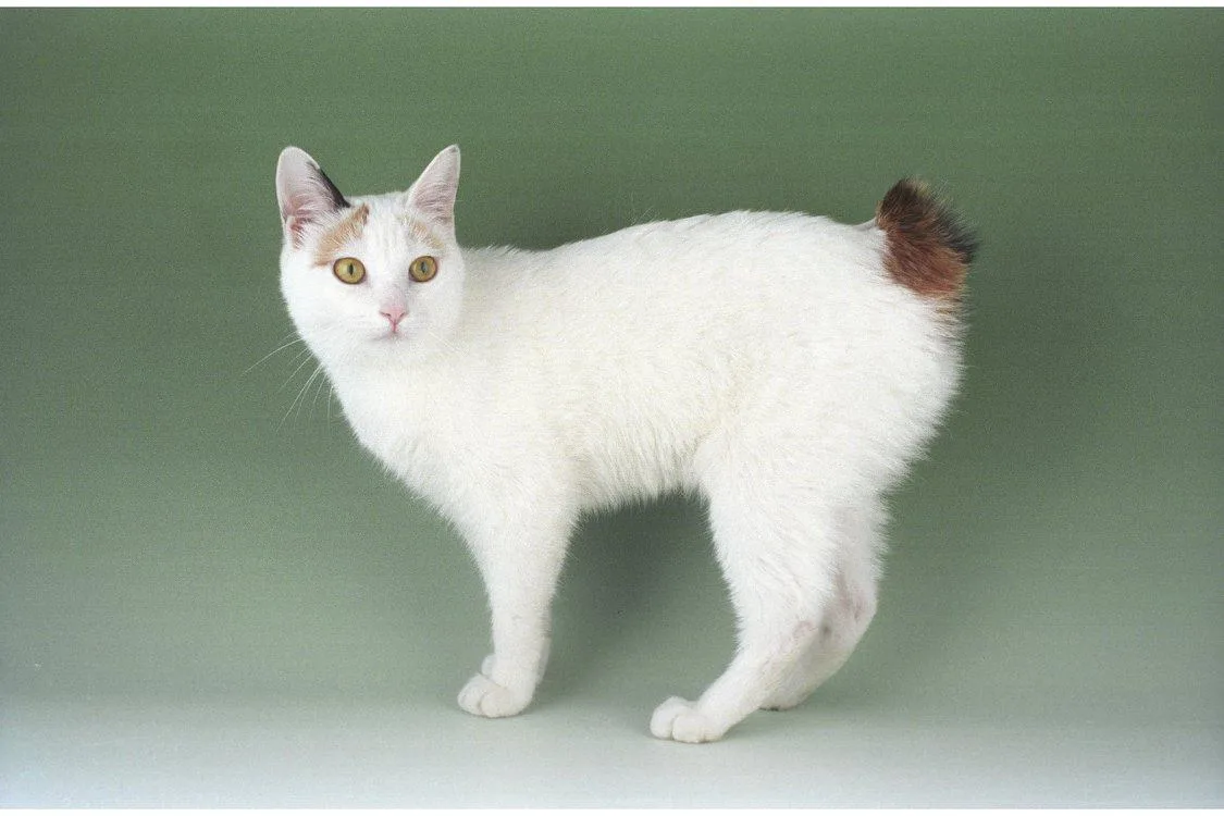 재패니즈 밥테일(Japanese Bobtail)