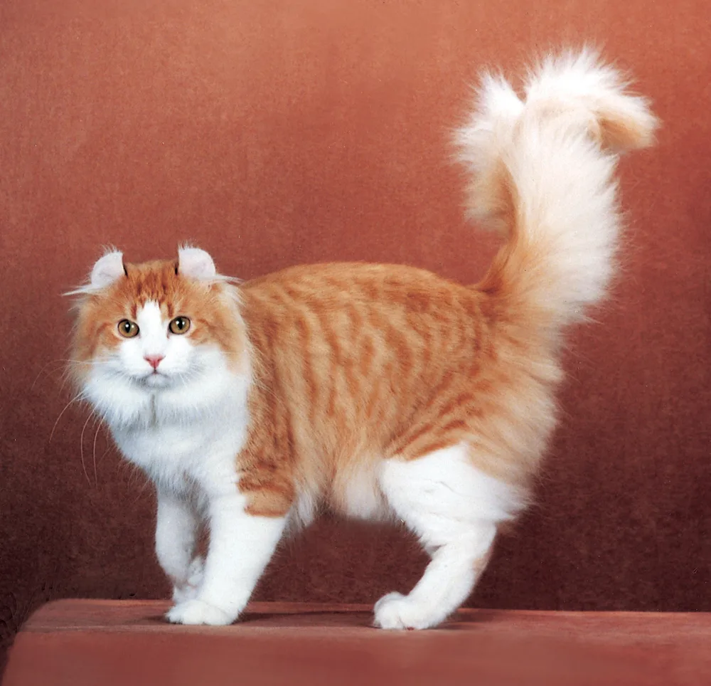 아메리칸 컬(American Curl)