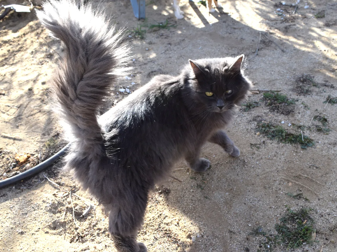 네벨룽(Nebelung)