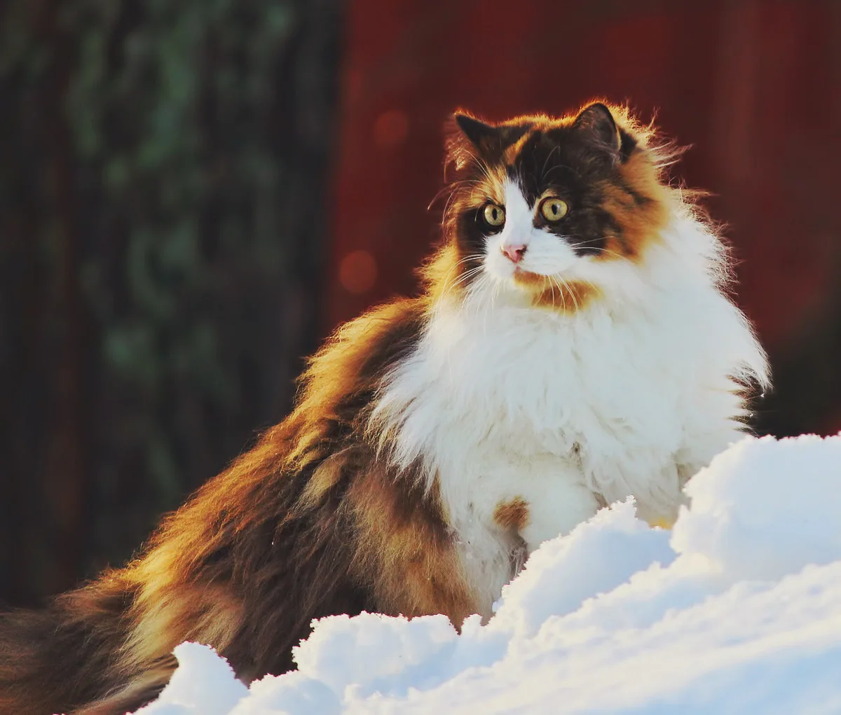 노르웨이숲 고양이(Norwegian Forest Cat)