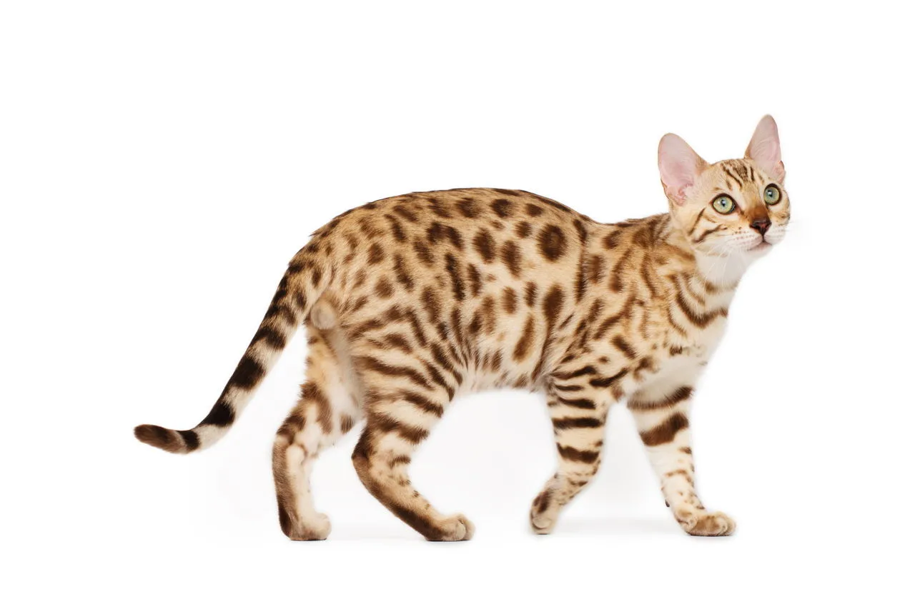 오시캣(Ocicat)