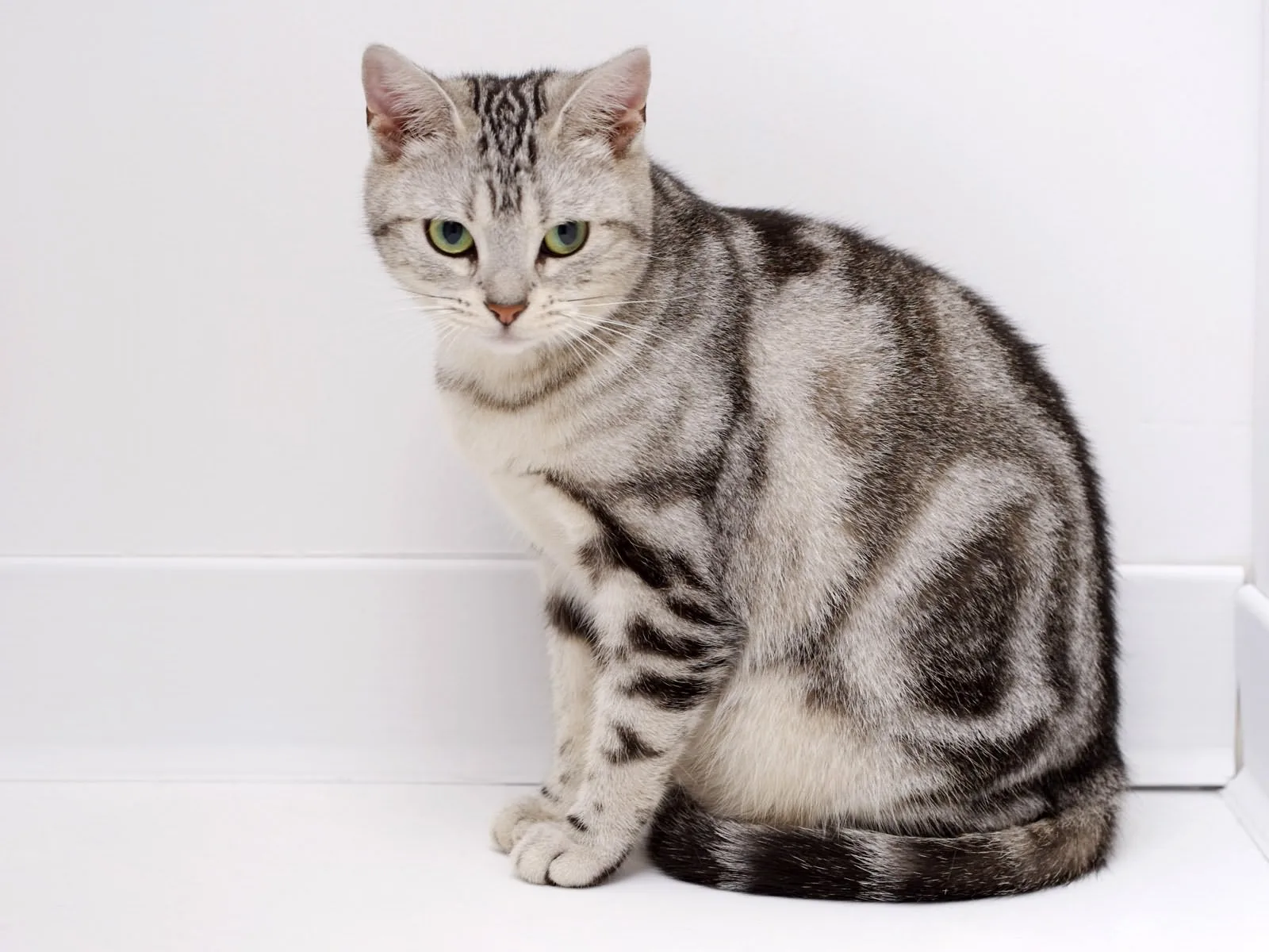 아메리칸 숏헤어(American Shorthair)