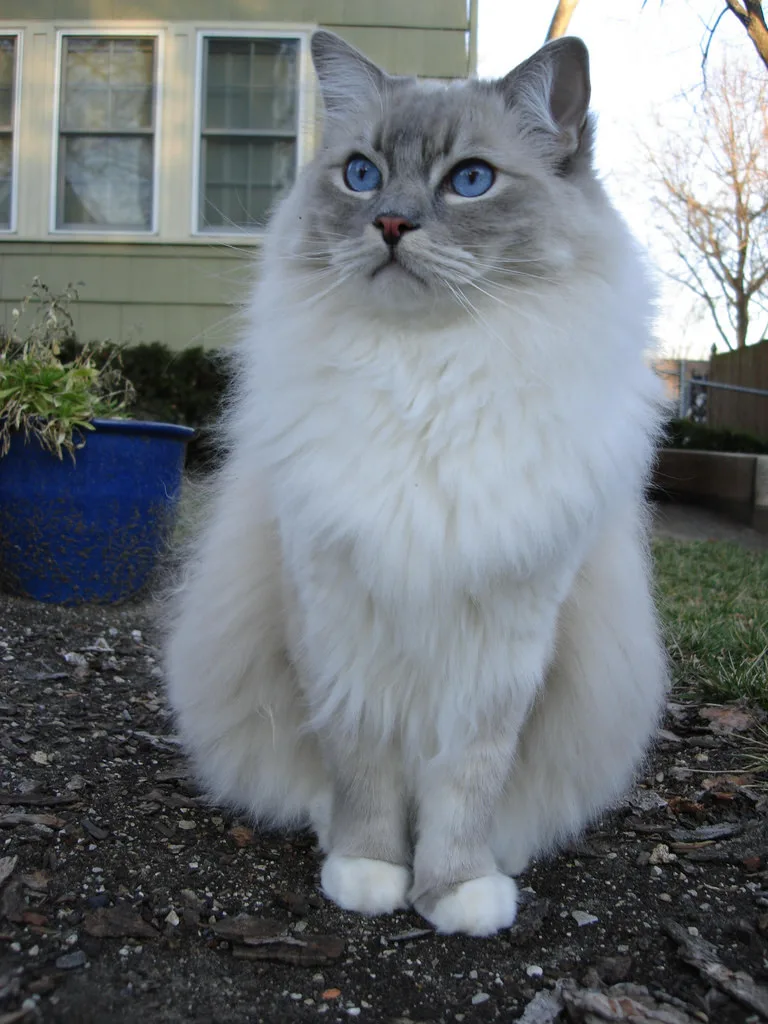 랙돌(Ragdoll)