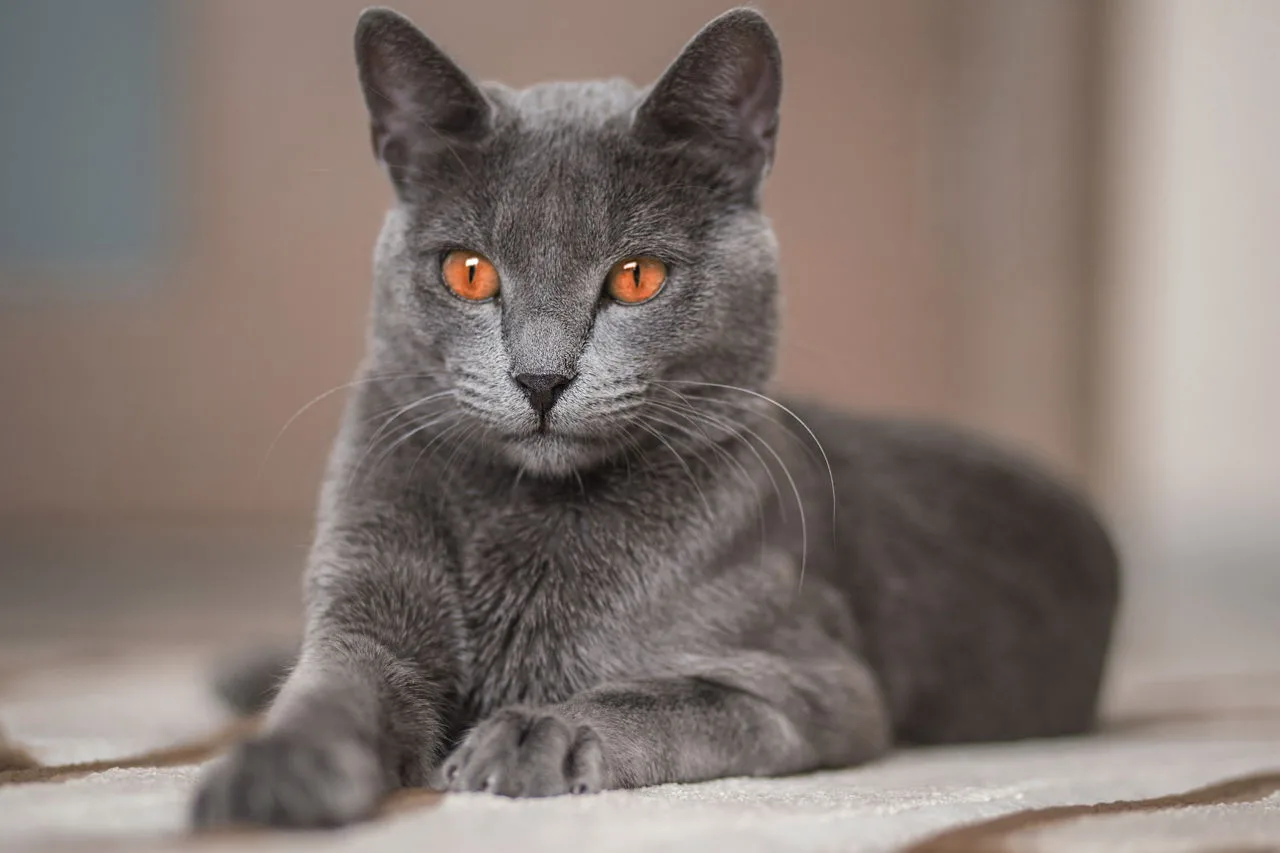 러시안 블루(Russian Blue)