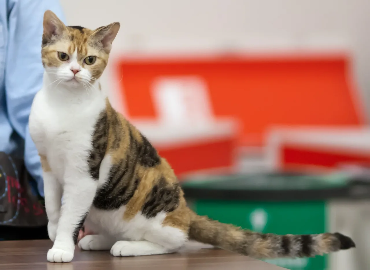 아메리칸 와이어헤어(American Wirehair)
