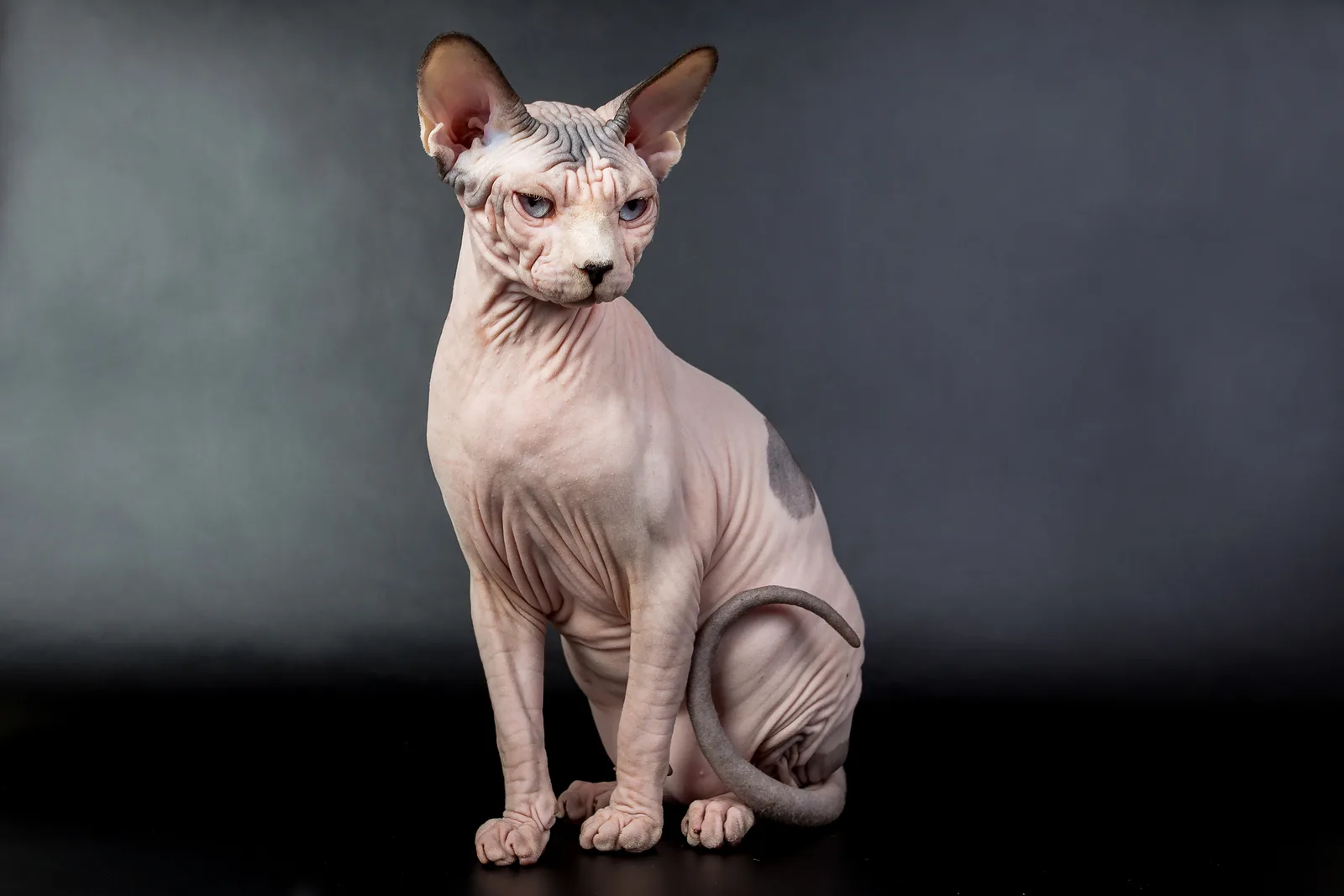 스핑크스(Sphynx)