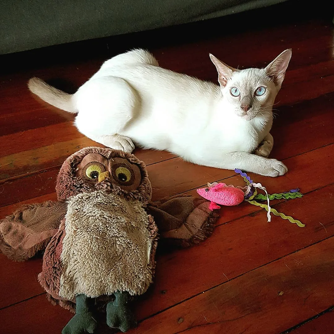 통키니즈(Tonkinese)