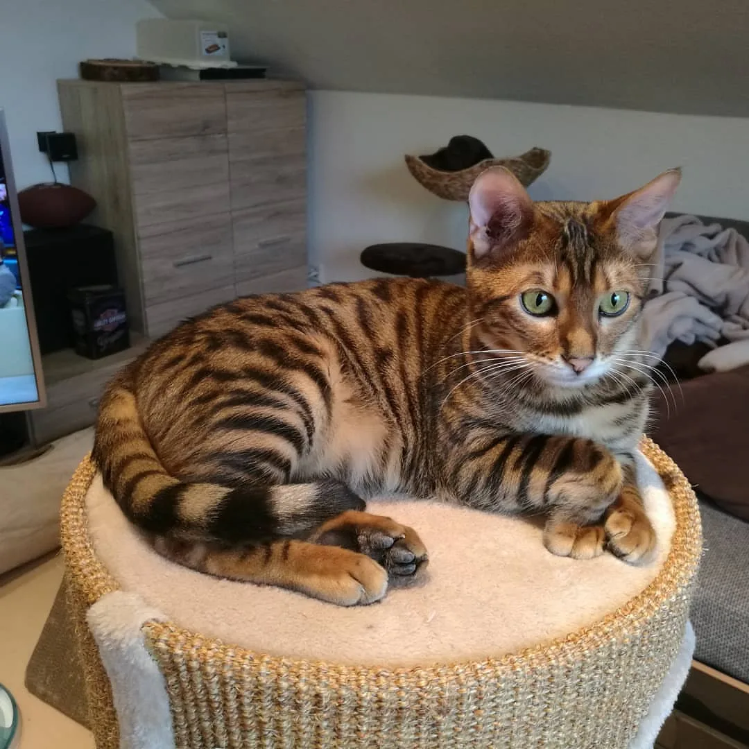 토이거(Toyger)