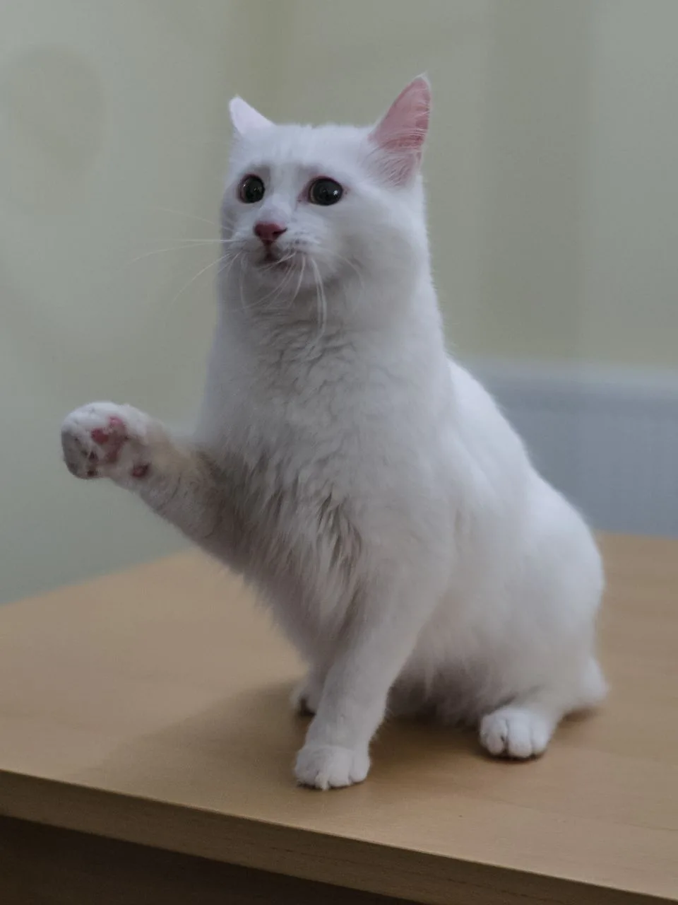 터키시 반(Turkish Van)