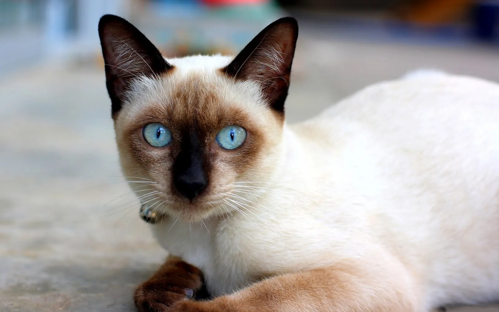 발리네즈(Balinese)