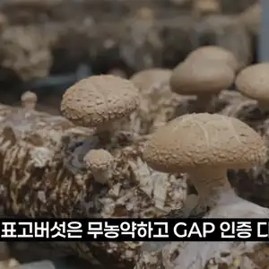 국내산 생표고버섯 상품 500g(아이스포장)