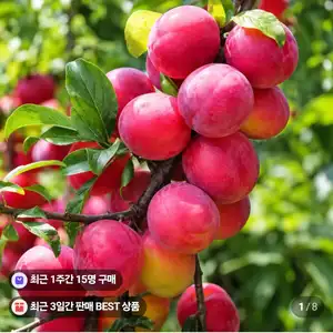 [네이버] 산지직송 로얄 추희자두 2kg (17,900원 / 무배)