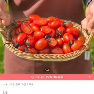 대추방울토마토 2kg 4~5번과