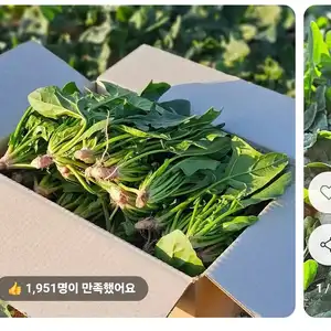 [11번가] 남해 보물초 시금치 1kg (8,190원 / 무료)